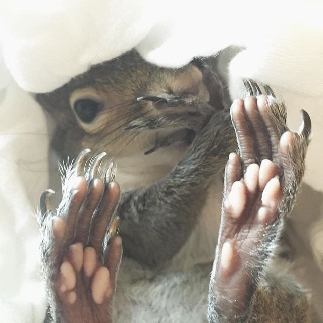 Pet Squirrel Instagram