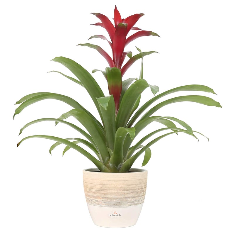 Red Bromeliad