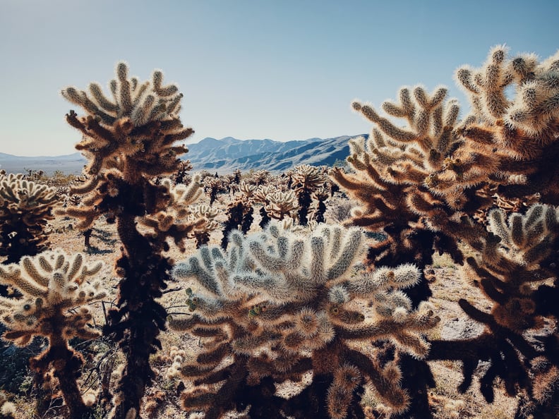 Cactus Under the Scorching Sun