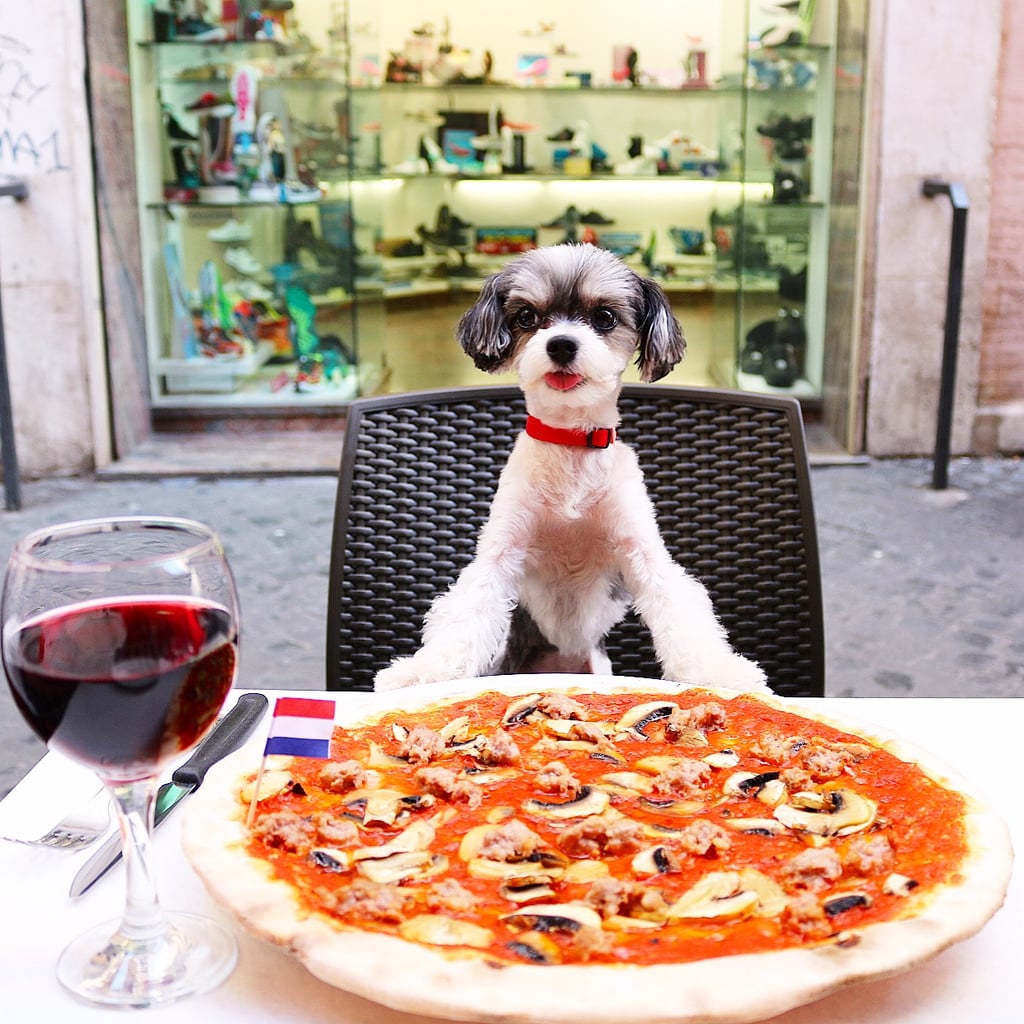 Tinkerbelle the Dog in Rome