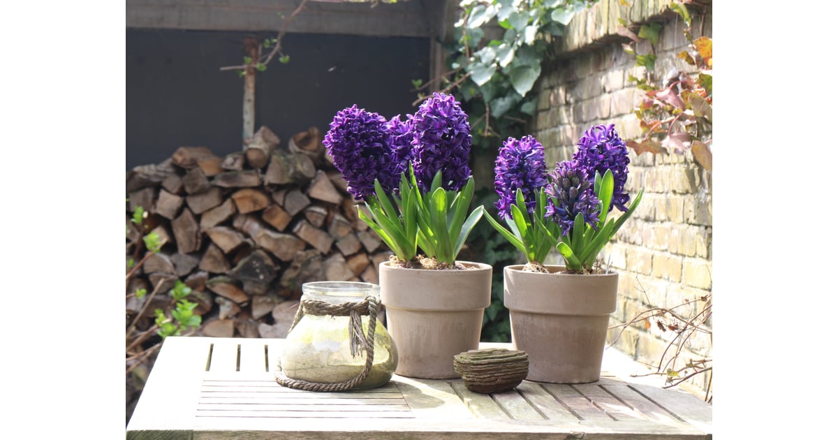 Hyacinths Which Plants and Flowers Are Poisonous or Toxic to Cats