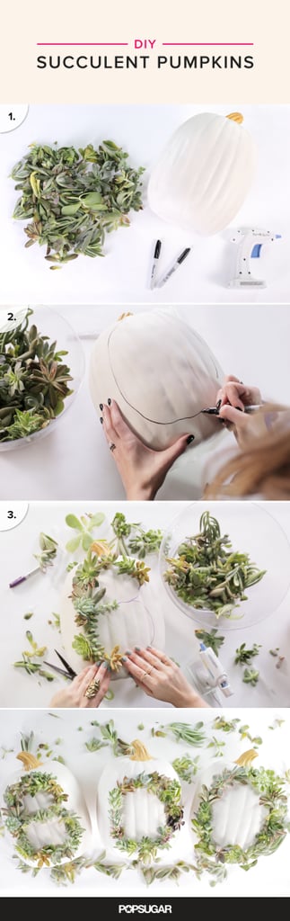 DIY Succulent Pumpkins