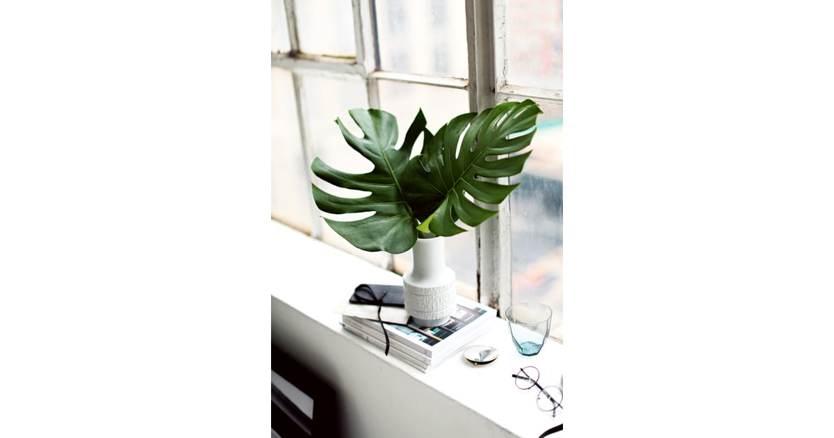 Dust the Leaves Houseplant Tips POPSUGAR Home Photo 8