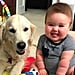 Photos of Golden Retrievers and Babies