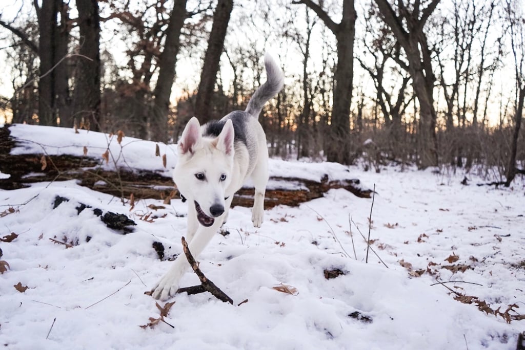 Cute Pictures of Huskies