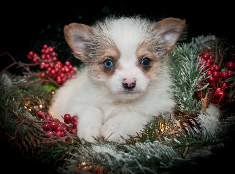 A Small Christmas Angel