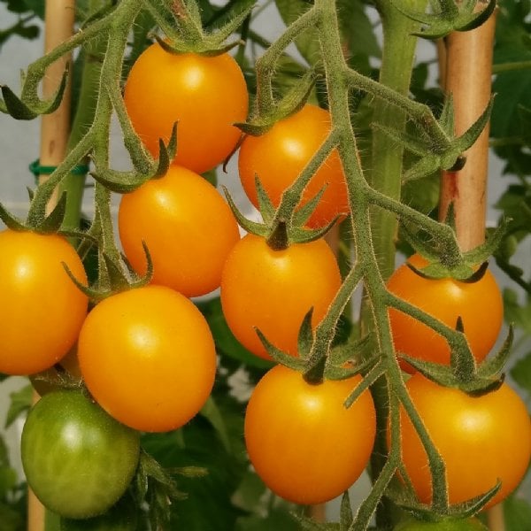 GrowJoy Golden Nugget Tomato Plant