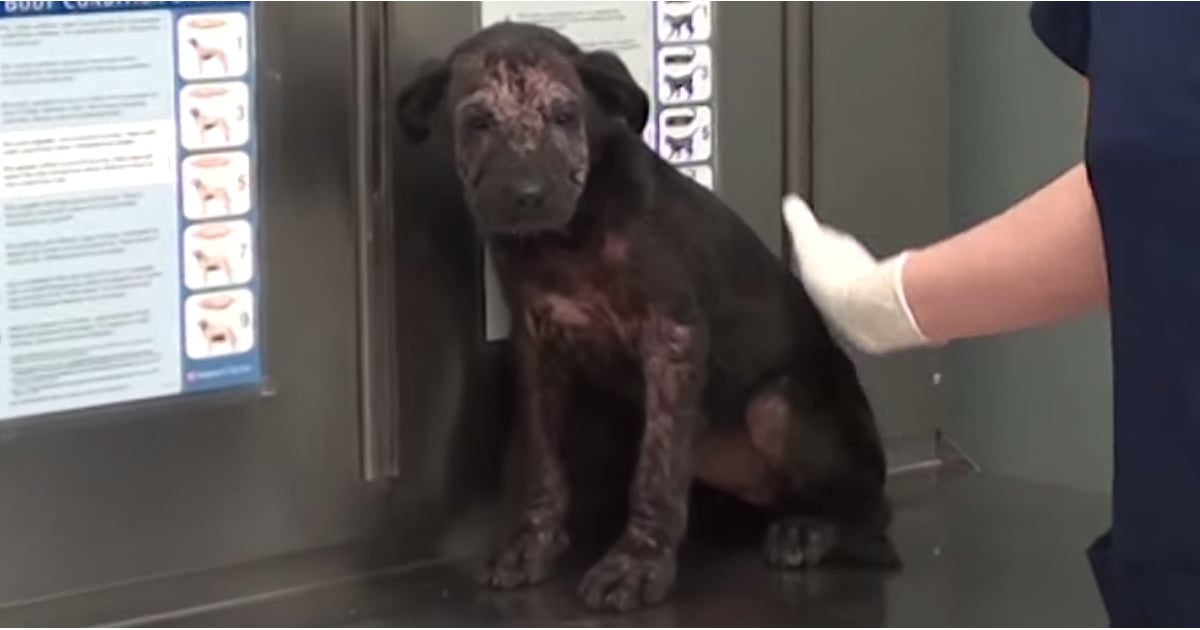 Vet Rescues Puppy From Being Euthanized POPSUGAR Pets