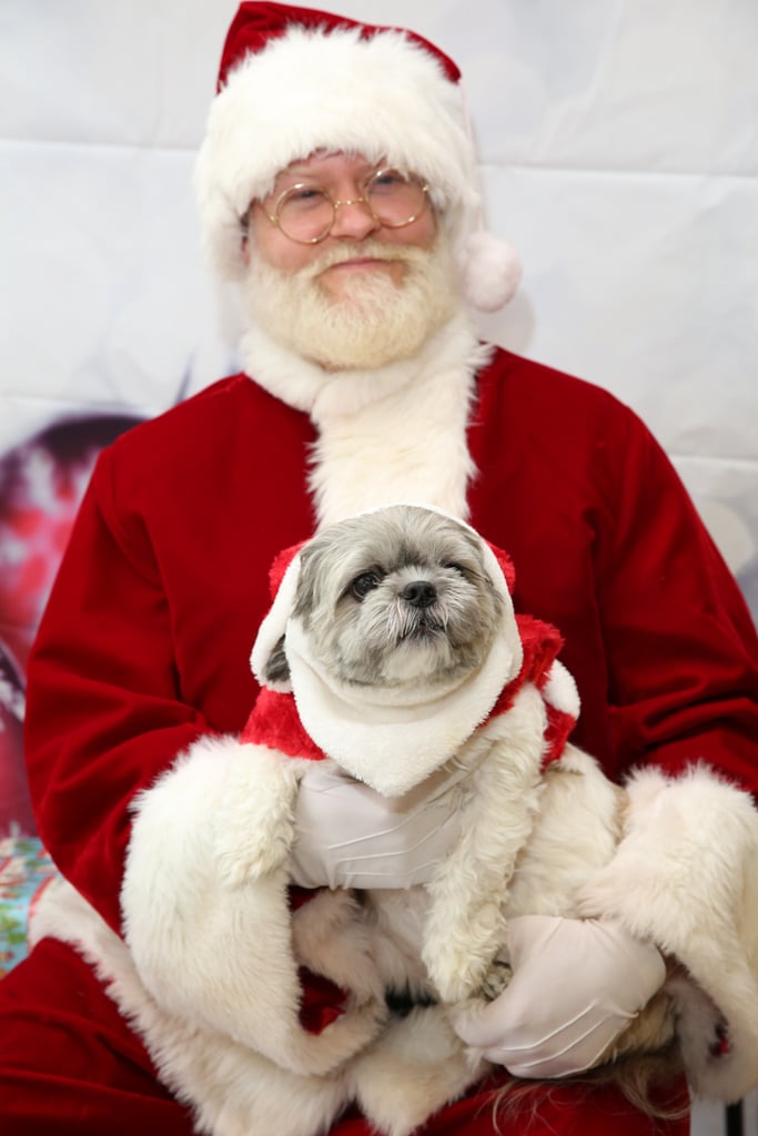 Pets Meeting Santa POPSUGAR Pets