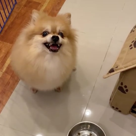 "Pretend to Put Your Dog on a Diet" Challenge TikTok Videos