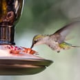 This Easy DIY Nectar Recipe Will Make Your Backyard a Haven For Hummingbirds