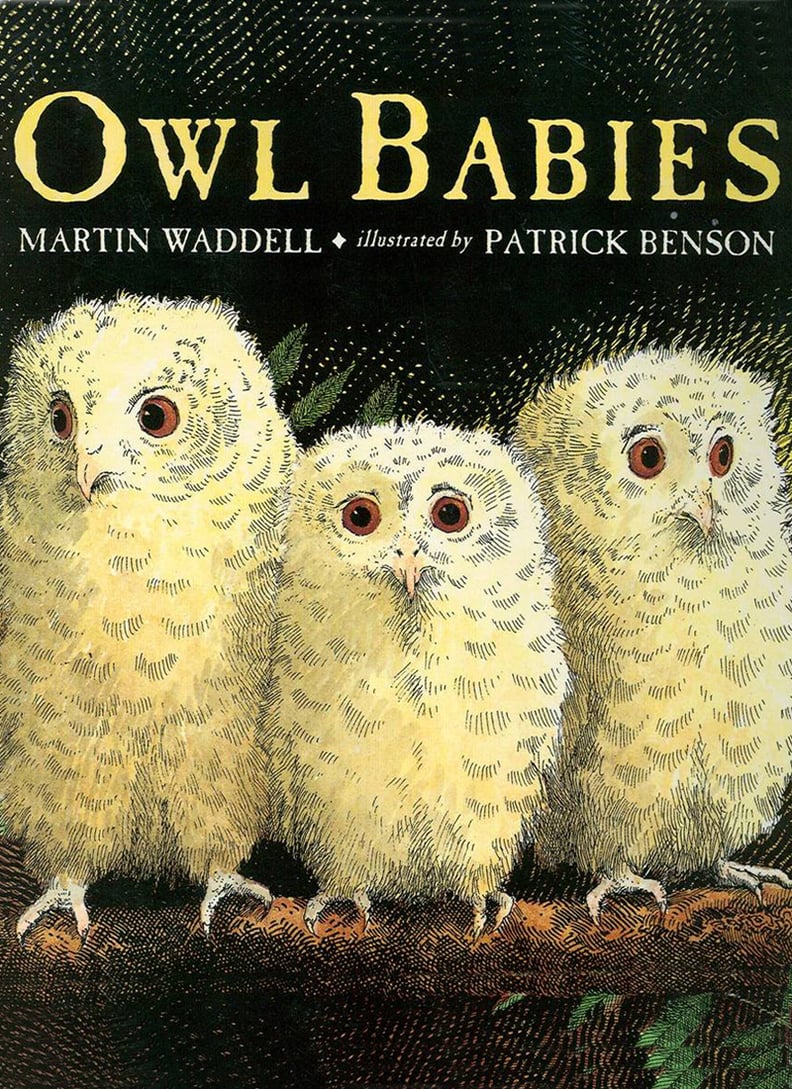 Owl Babies