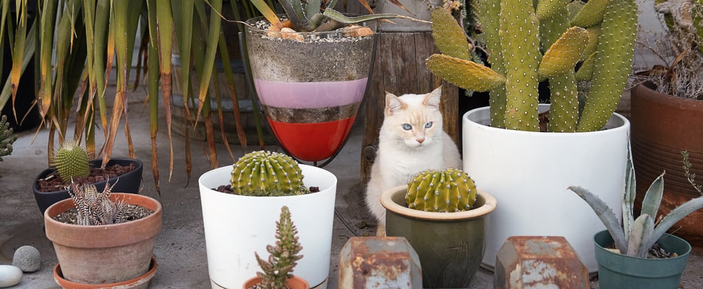 How Many Pictures Do Cat Owners Take a Day?