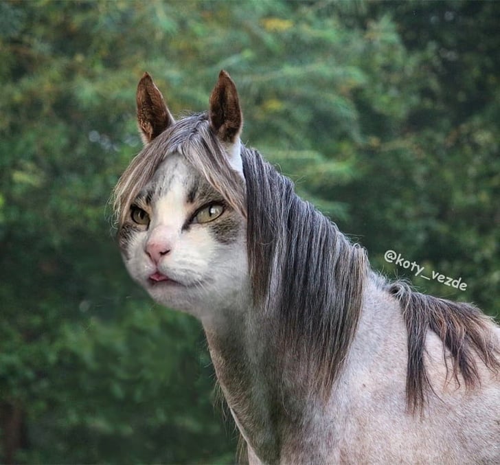 Horse With a Cat’s Face | Funny Artist’s Photos of Cats as Other
