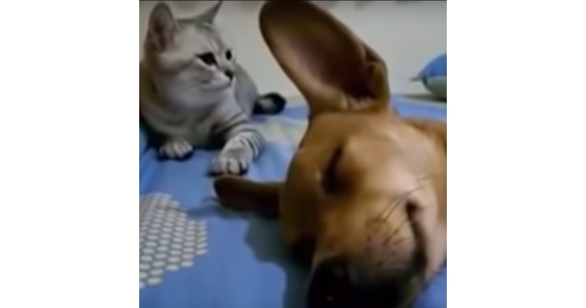 dog farting and cat throwing up