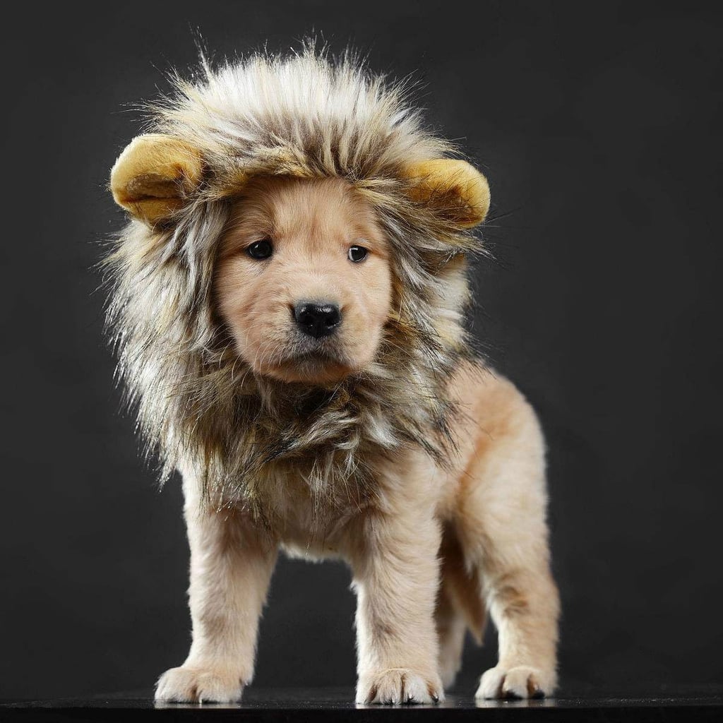 Lion Mane Dog Costume