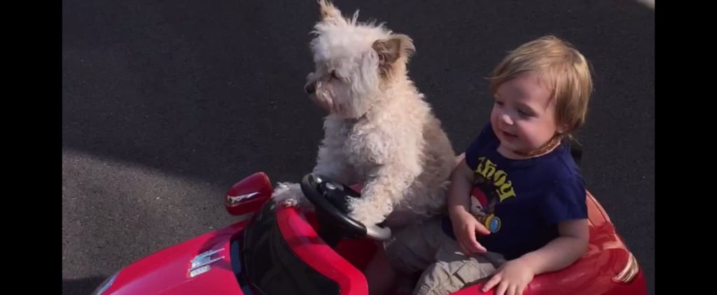 Dog Driving Car | Video
