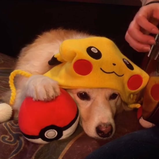 Dog Not Impressed With Pokemon Theme Song | Video