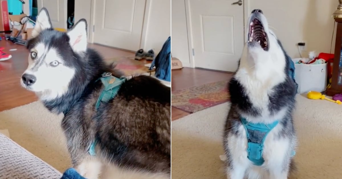 Husky singing hotsell chop suey