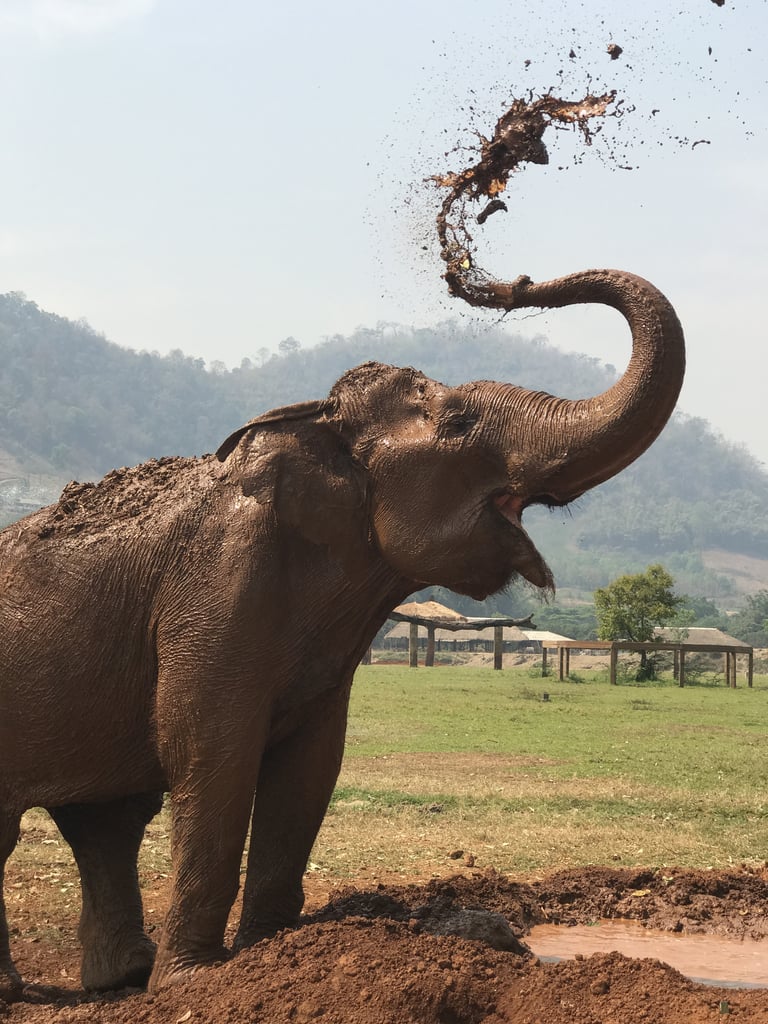 You can (and should!) visit the Elephant Nature Park just outside Chiang Mai.