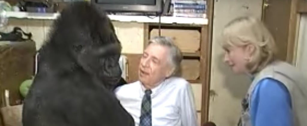 Koko the Gorilla Meeting Mr. Rogers Videos