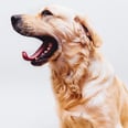 The 7 Most Important Traits Your Pet Sitter Must Have