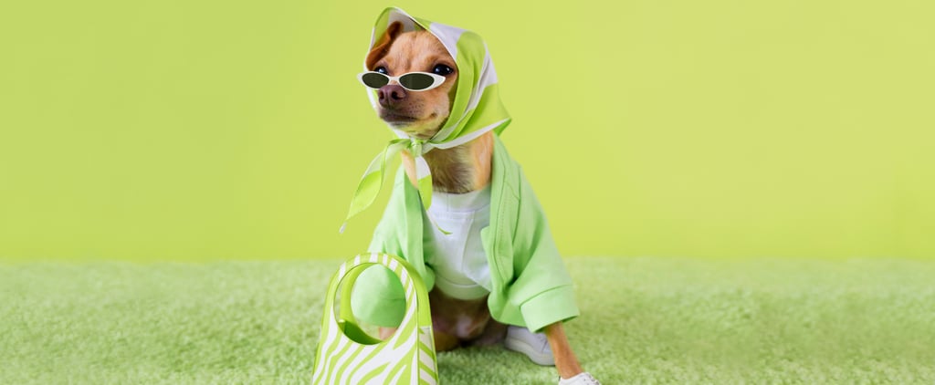 Instagram Dog Influencer Boobie Billie's Collection of Bags