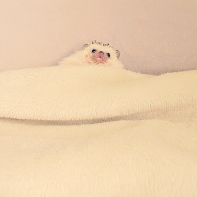 Cozy nights are the best nights.