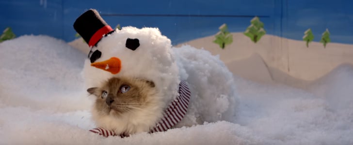 Christmas Cats Commercial