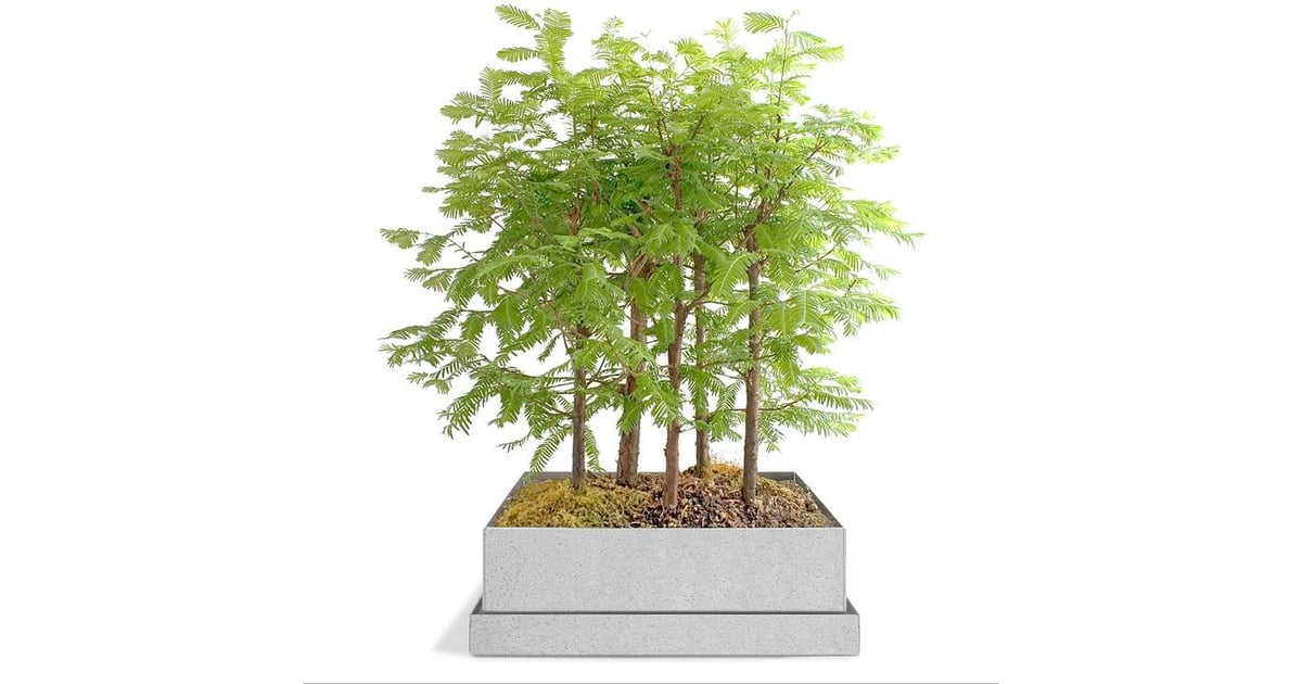 Dawn Redwood Bonsai Forest 15 Unique Gifts That Will Make Mom Feel Extra Special This Mother S Day Popsugar Family Photo 7