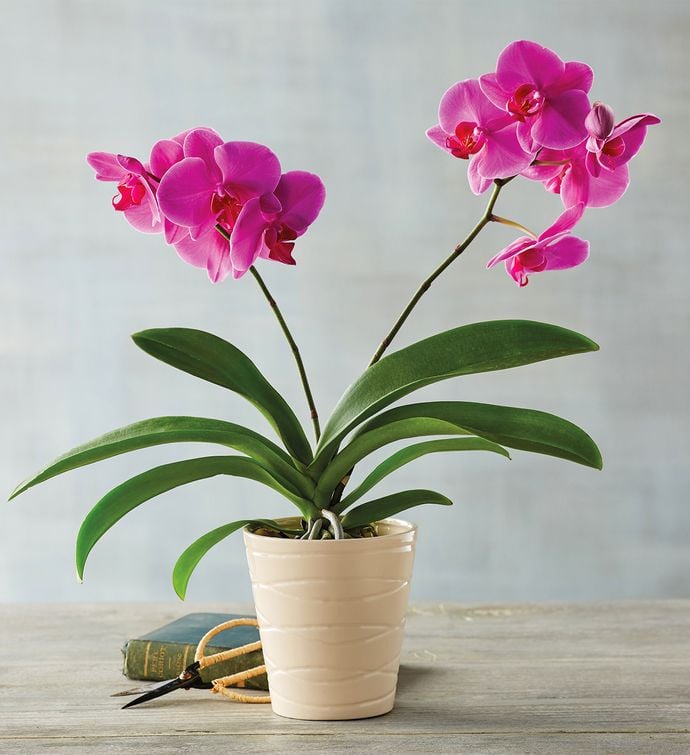 Best Indoor Flower Plants For Beginners Popsugar Home