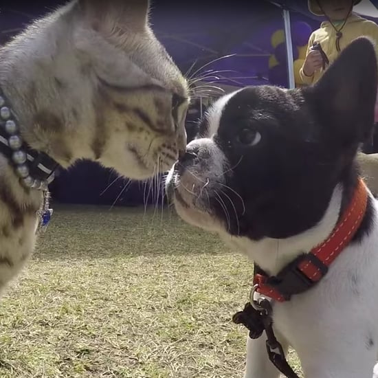 Cat on a Leash at a Dog Show | Video