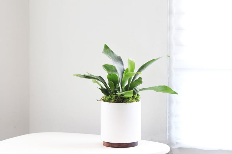 Staghorn Fern