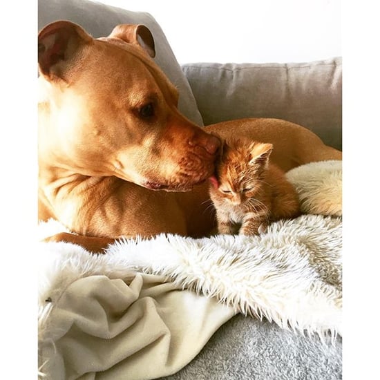 Bubba and Rue, Cat and Dog Friends Instagram