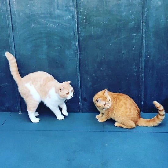 Ed Sheeran's Cat Instagram