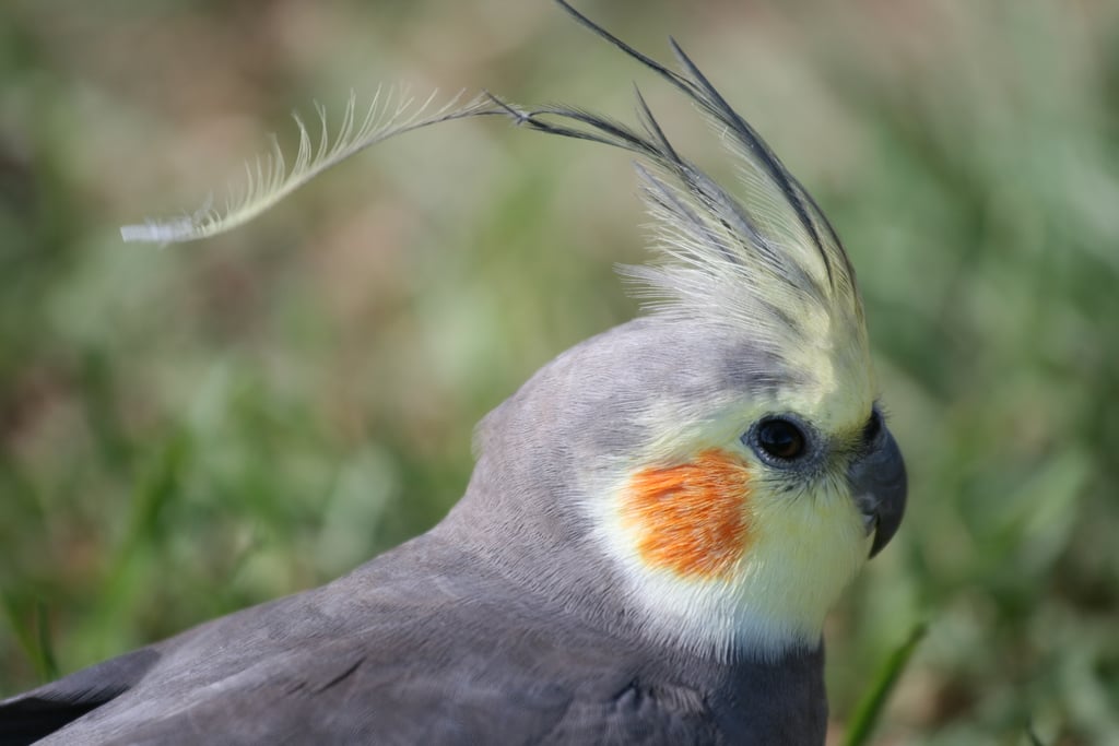 bird-heart-beats-400-times-per-minute-while-resting-up.jpg (1024×683)