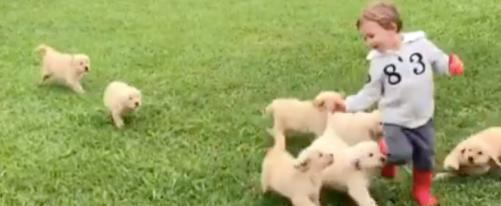 Boy Gets Tackled by Golden Retrievers