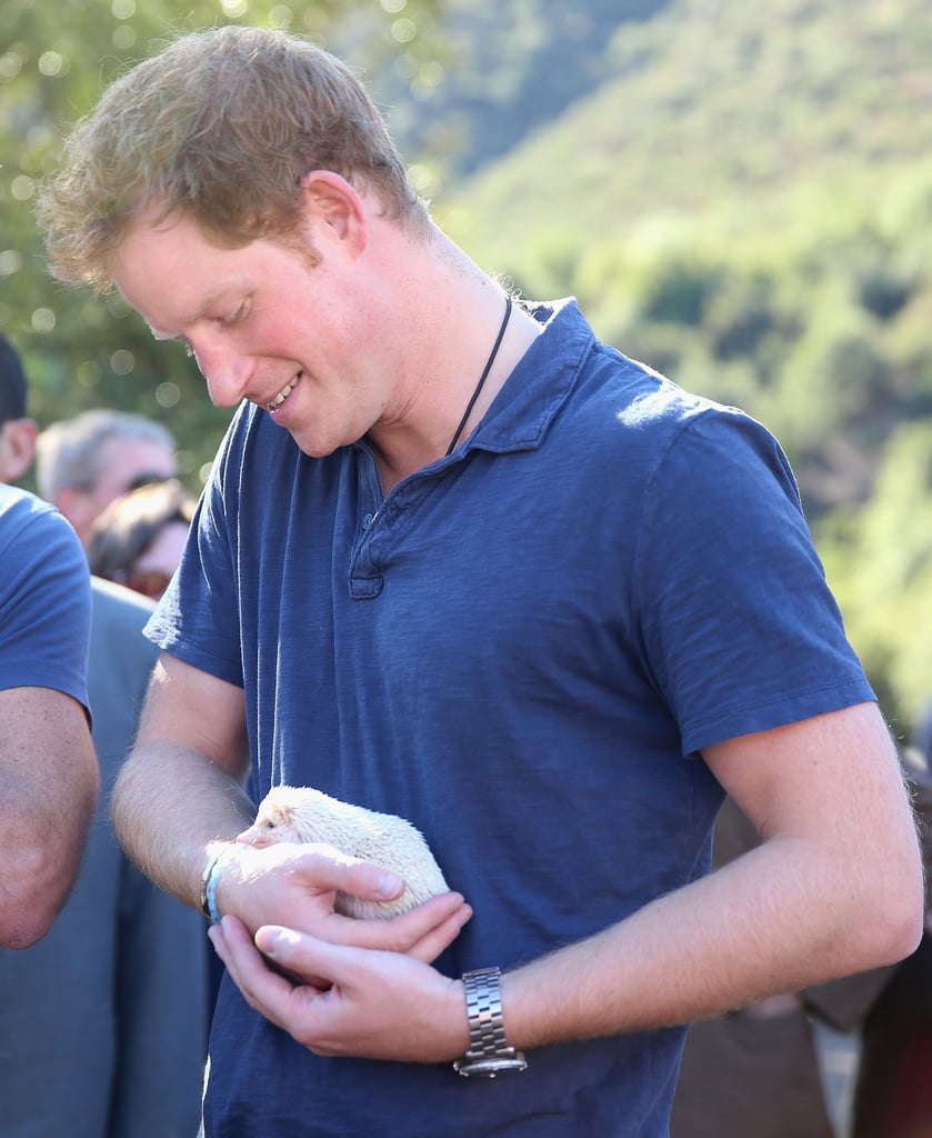 When He Wasn't Too Happy to Hold a Hedgehog