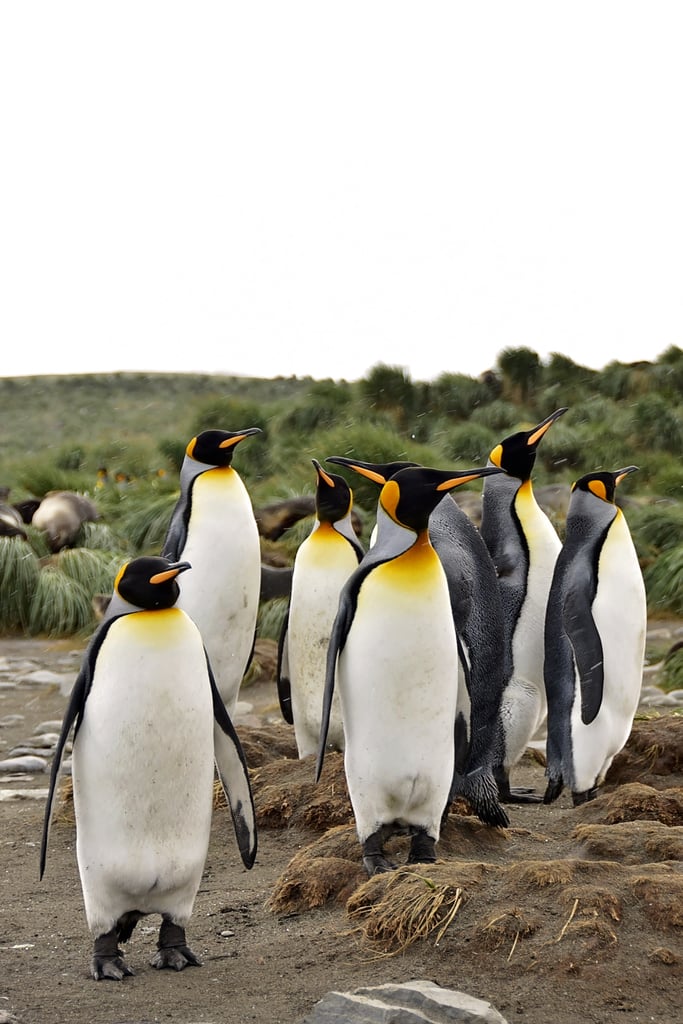 Antarctica King Penguins