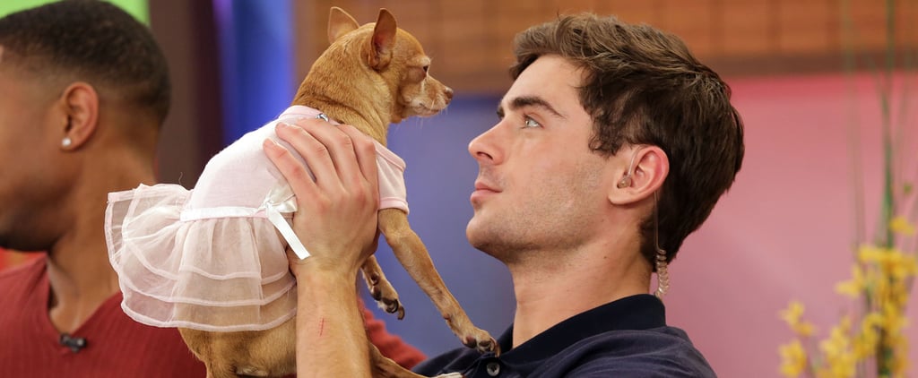 Zac Efron With a Tiny Dog on Despierta America