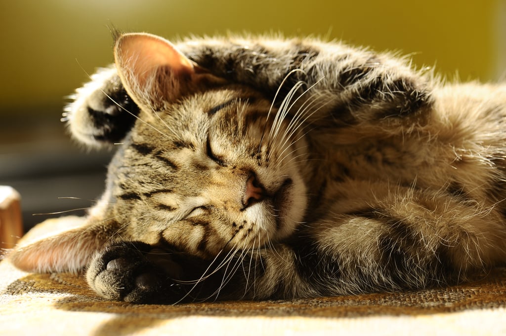 Naps