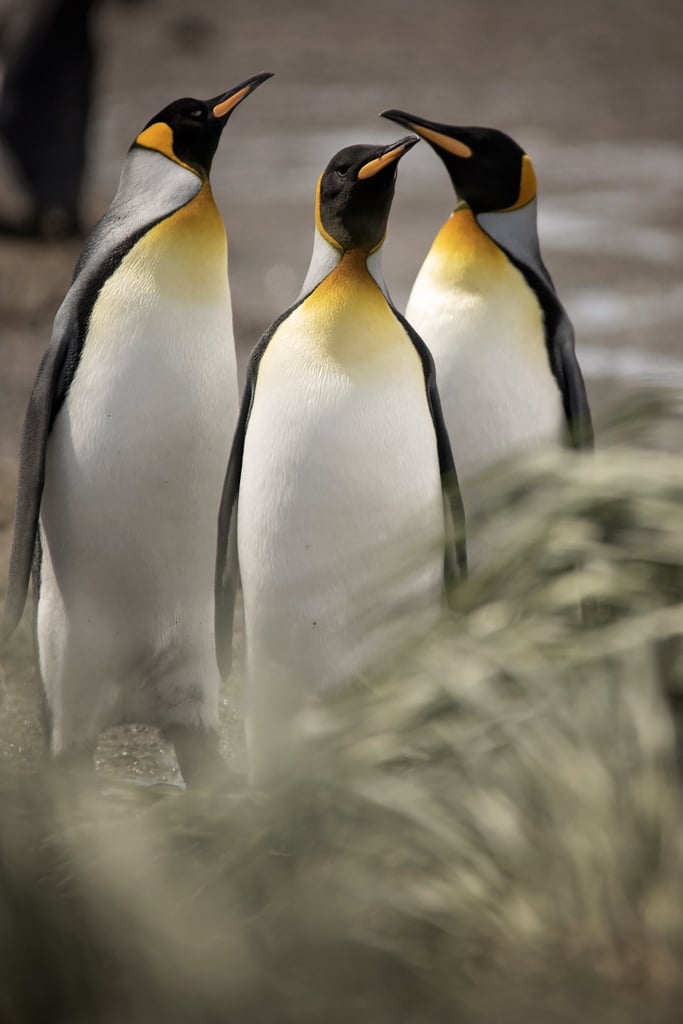 Antarctica King Penguins