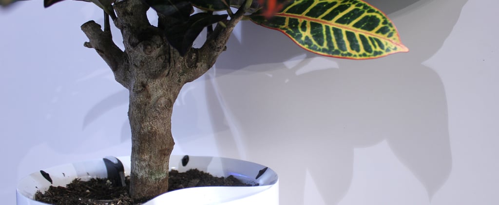 Pot That Waters Your Plants