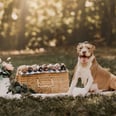 A Rescue Group Staged a Gorgeous Maternity Shoot For a Pit Bull, and Gah, Those Puppies!