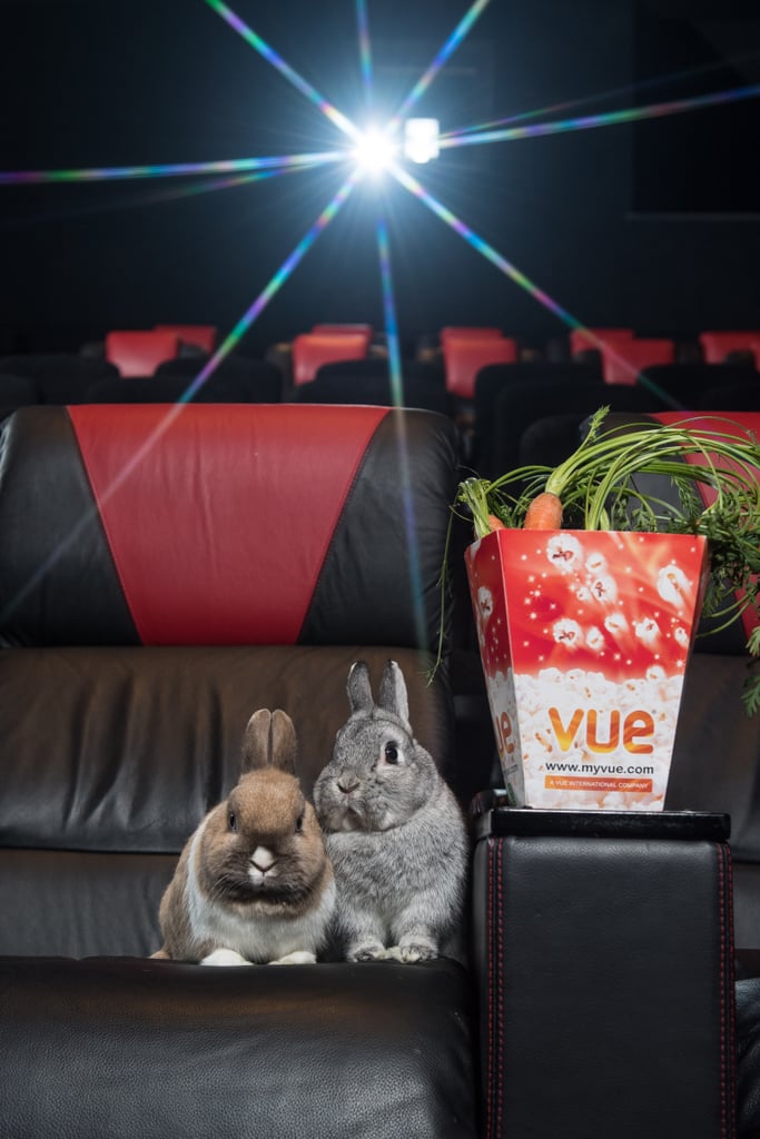 Rabbits Watching Peter Rabbit Cinema