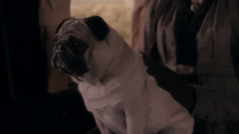 Funny Dog GIFs That Will Brighten Your Day