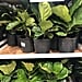 Costco Has Fiddle-Leaf Fig Plants For Just $15