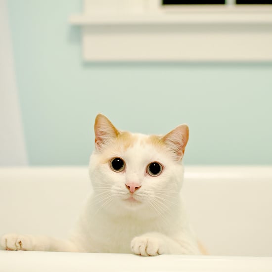 Why Do Cats Love the Bathtub?