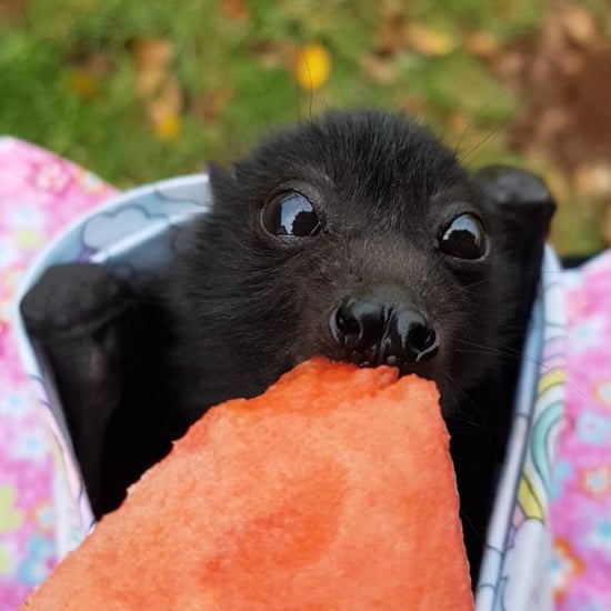 Baby Bat Eating Watermelon For the First Time Video