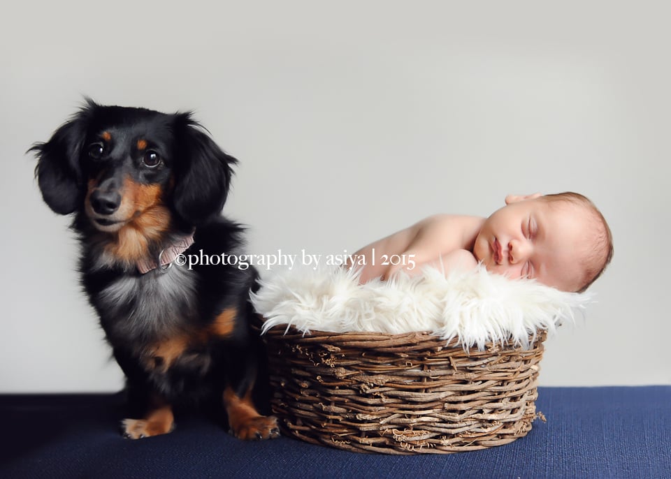 Adorable Newborn and Pet Photos